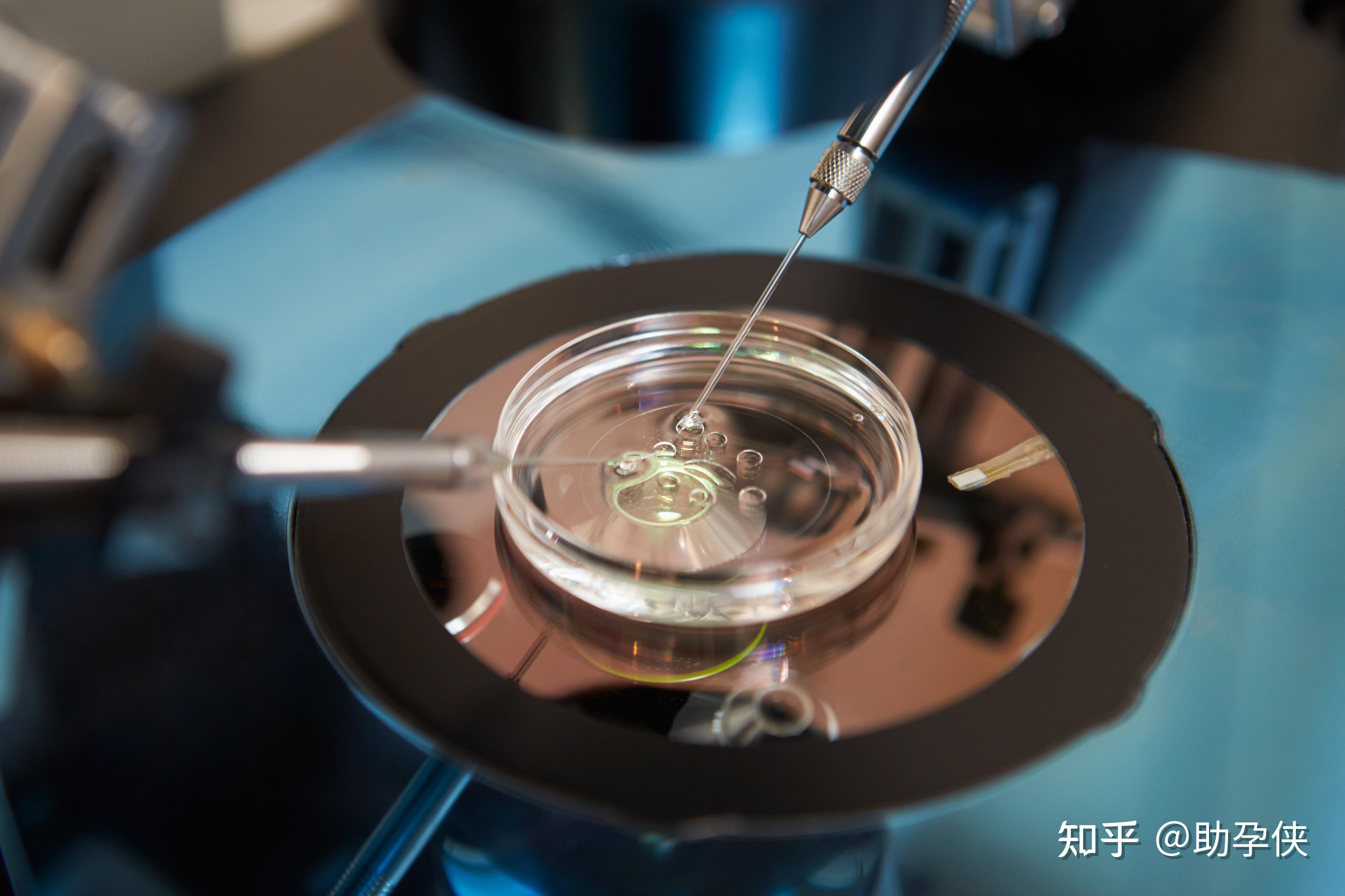 生殖技术与道德边界：巴中捐卵补偿制度研究